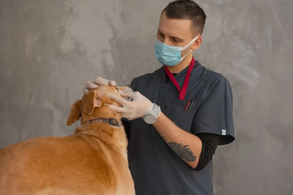 Medic veterinar care examinează un câine într-o clinică