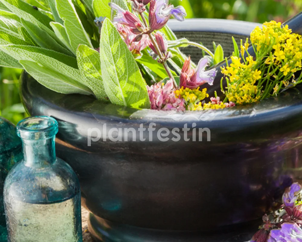 Mojar cu plante medicinale și sticluțe, într-o grădină